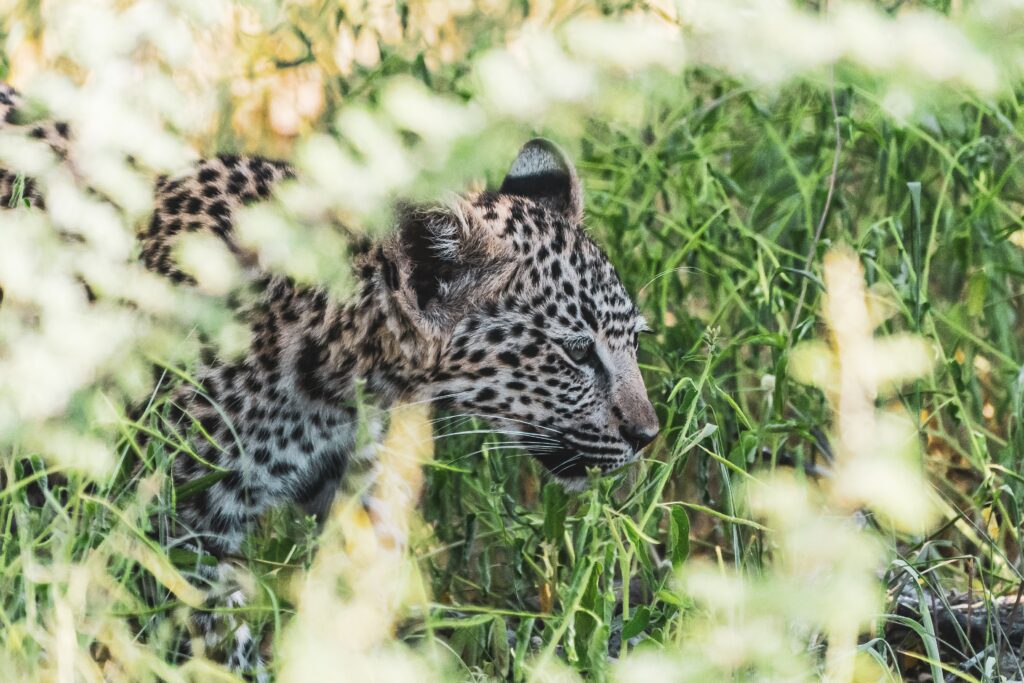 Etosha National Park Health Tips - leopard sighting for travellers