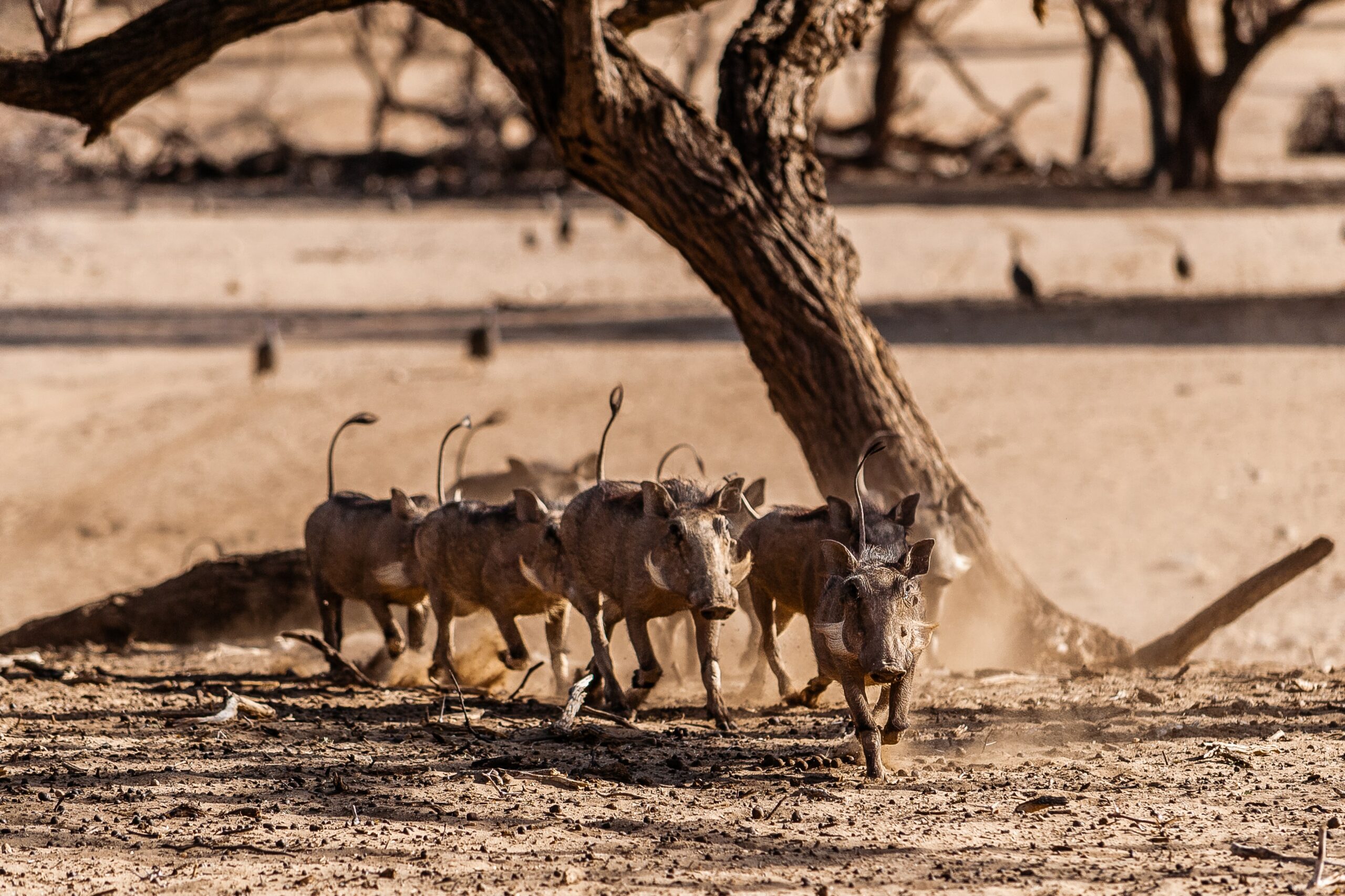 Grootfontein on the north-eastern approach to Etosha