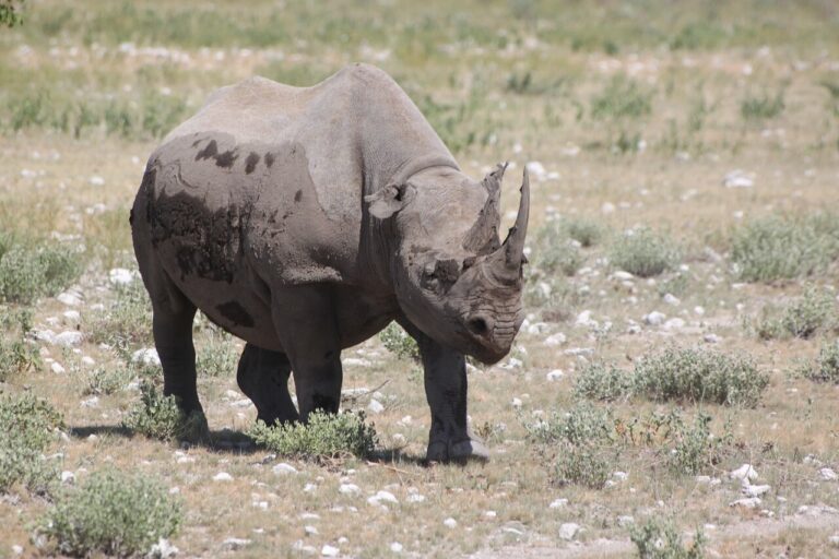 1 Day Discovery Etosha Park in 4×4