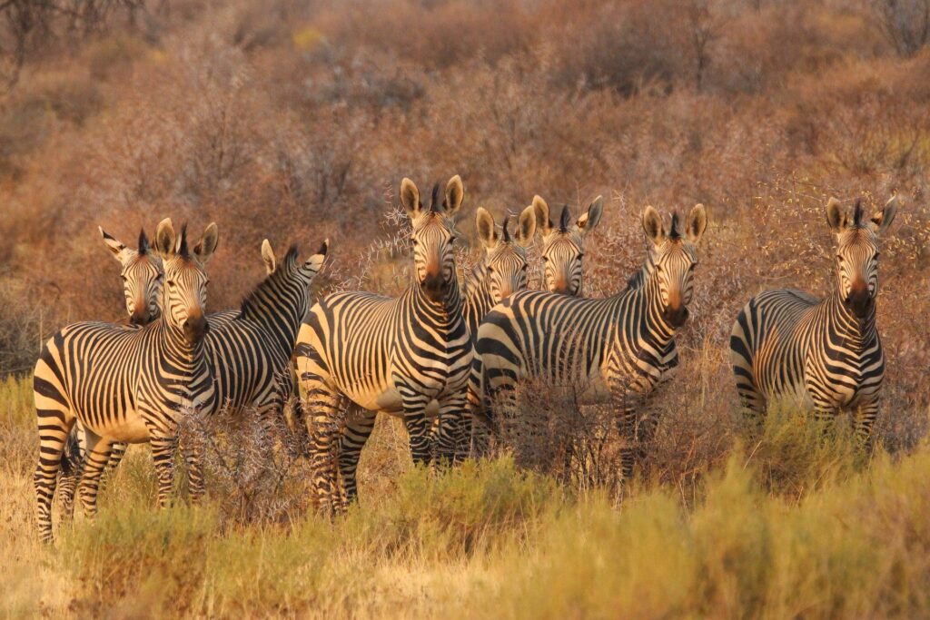 Herd of zebras grazing in Etosha National Park, Namibia