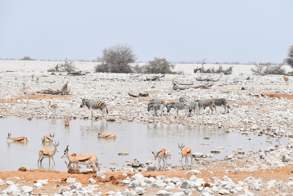 best way to see Etosha on a wildlife drive