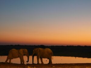 Best waterholes in Etosha National Park at Okaukuejo