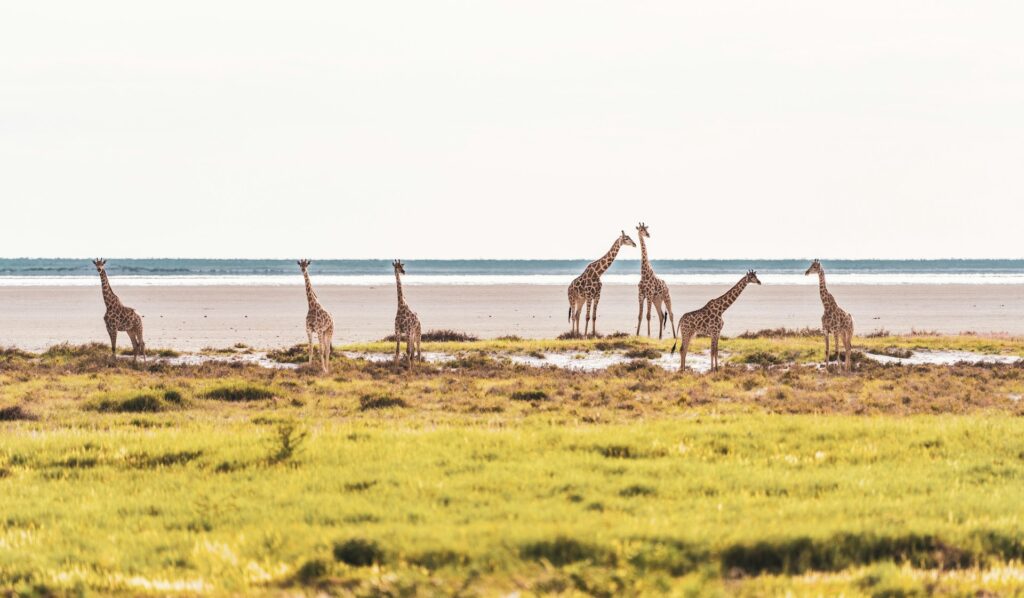 Etosha National Park