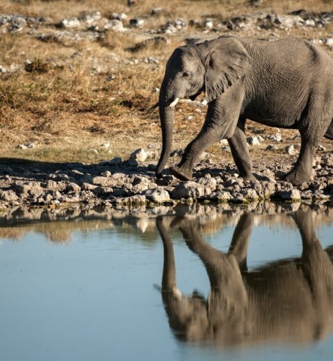 Etosha night game drive safari vehicle under a dark Namibian sky