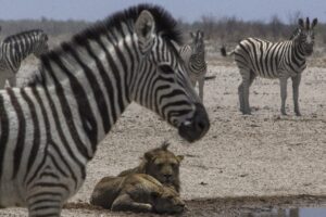 Nervous zebra behaviour with an alert Etosha herd scanning for predators