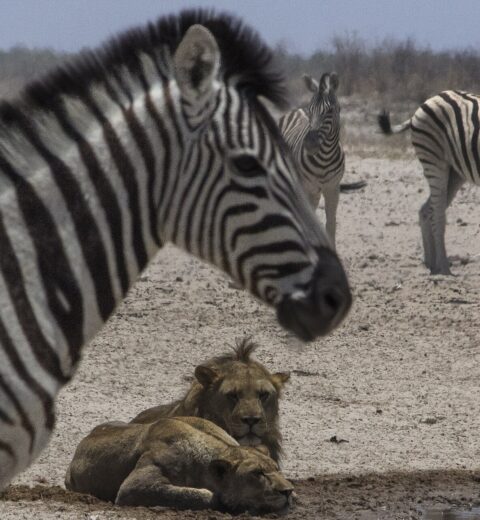 Nervous zebra behaviour with an alert Etosha herd scanning for predators