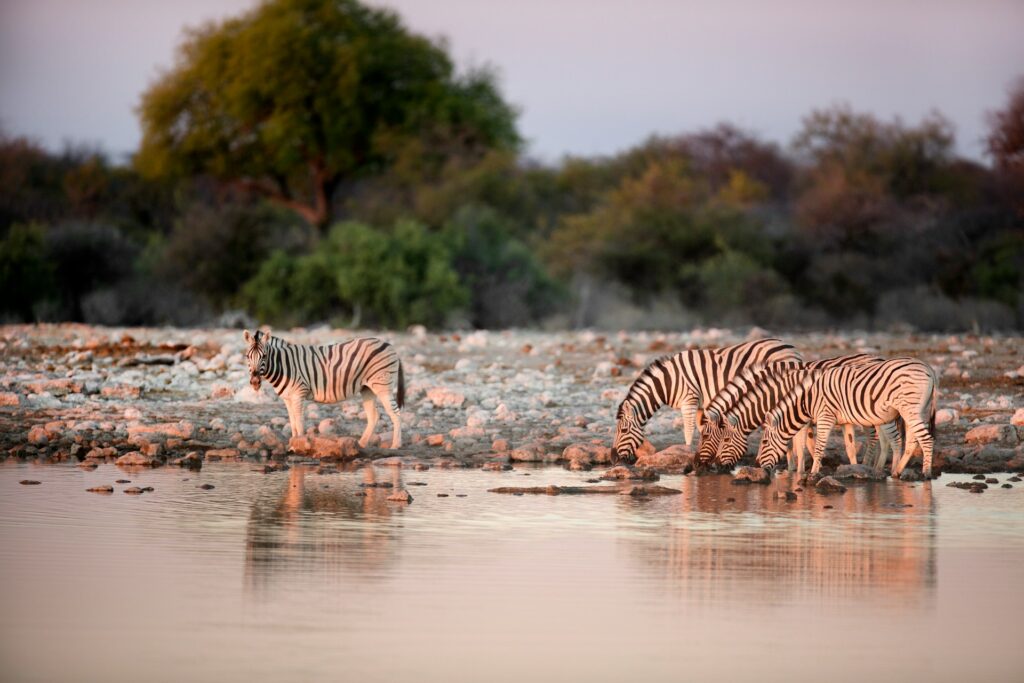 Etosha National Park