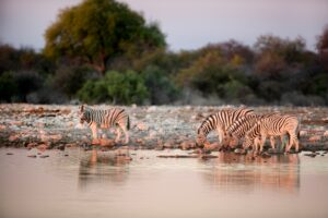 Etosha National Park