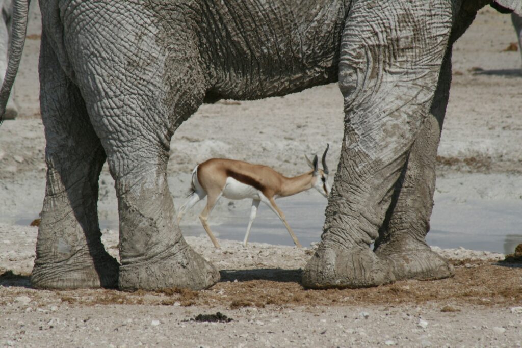 Etosha Salt Pan