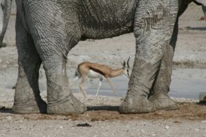 Etosha Salt Pan