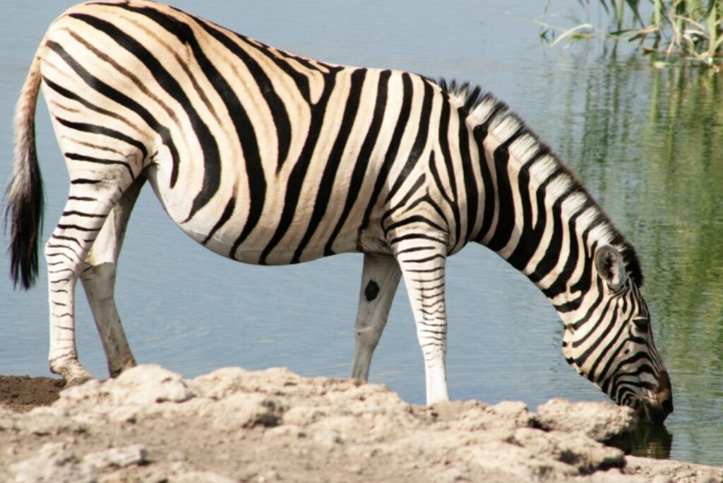 Two Nights Near Von Lindequist Gate: An Eastern Etosha Itinerary