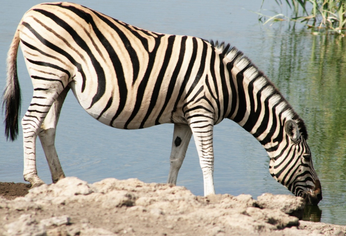 Wildlife in Etosha: plains zebra drinking at Chudop waterhole