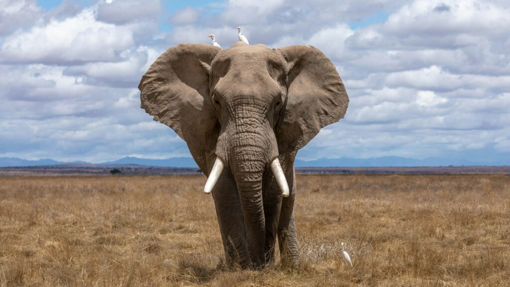 Etosha wildlife photographed with a telephoto safari camera lens