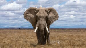 Etosha wildlife photographed with a telephoto safari camera lens