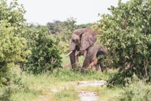 Etosha in the rainy season
