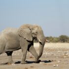 Etosha National Park Safari Guide: Waterholes, Wildlife and Practical Planning
