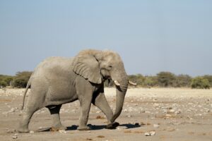 Elephants in Etosha