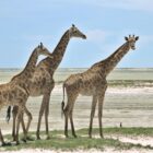 Etosha National Park Safari Guide: Waterholes, Wildlife and Practical Planning