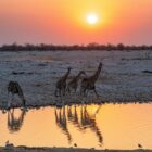 Etosha National Park Safari Guide: Waterholes, Wildlife and Practical Planning