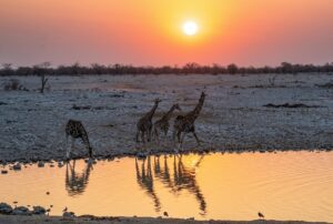 One-night Etosha stopover with a safari vehicle watching wildlife near a waterhole