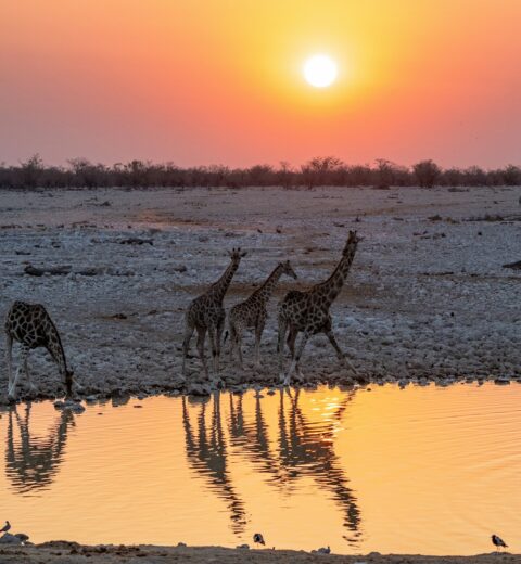 One-night Etosha stopover with a safari vehicle watching wildlife near a waterhole The article links naturally to the Okaukuejo and Namutoni accommodation areas, the main safari guide, game drives, tours, travel tips and the broader accommodation section. Current accommodation and guided-activity details are handled cautiously because services and availability can change; the official NWR site confirms that Etosha’s main resorts offer accommodation and guided activities.