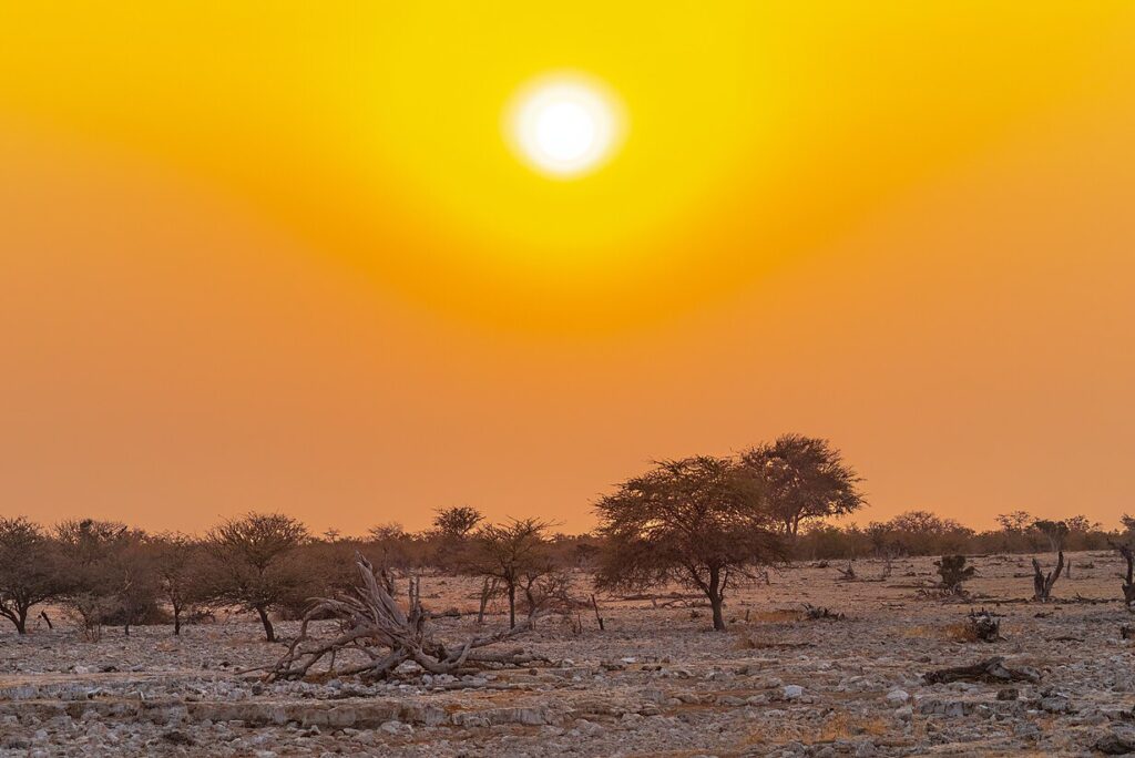 Dry-Season Mornings in Etosha: Cold Starts and Wildlife Strategy