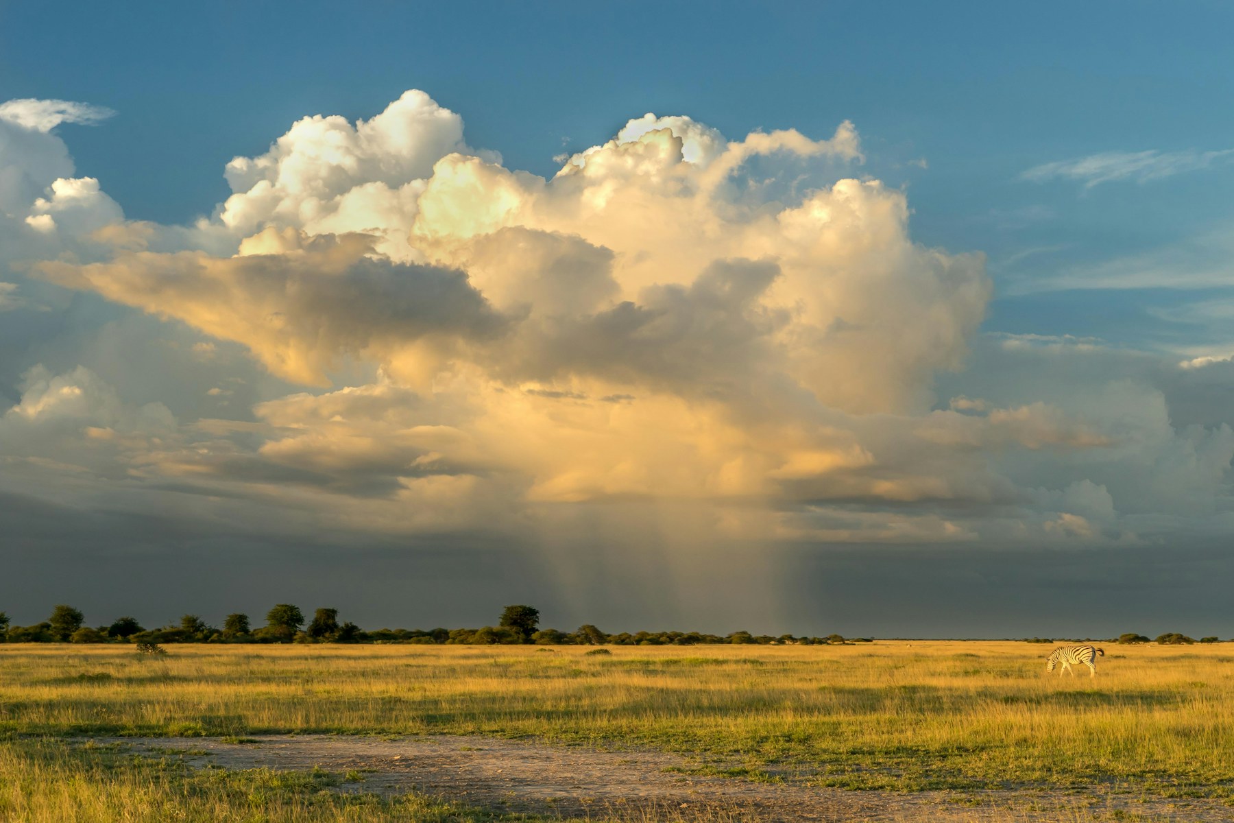 Green grassland and storm clouds after the first rains in Etosha