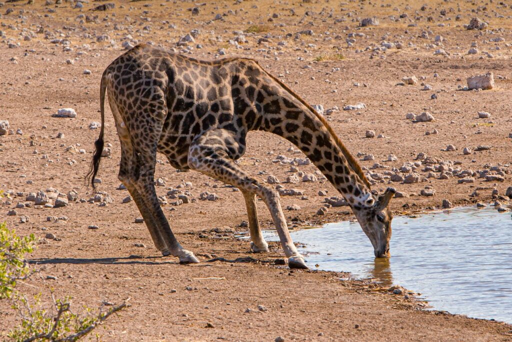 Giraffe drinking at a waterhole like Nebrownii Waterhole in Etosha