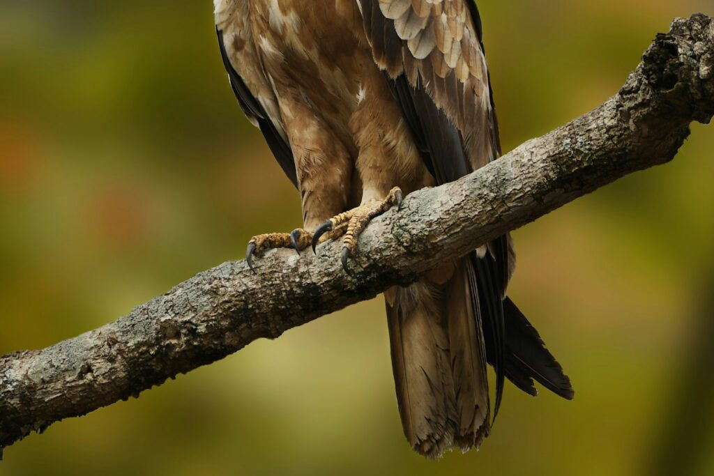 Perched bird of prey representing the raptors of Etosha