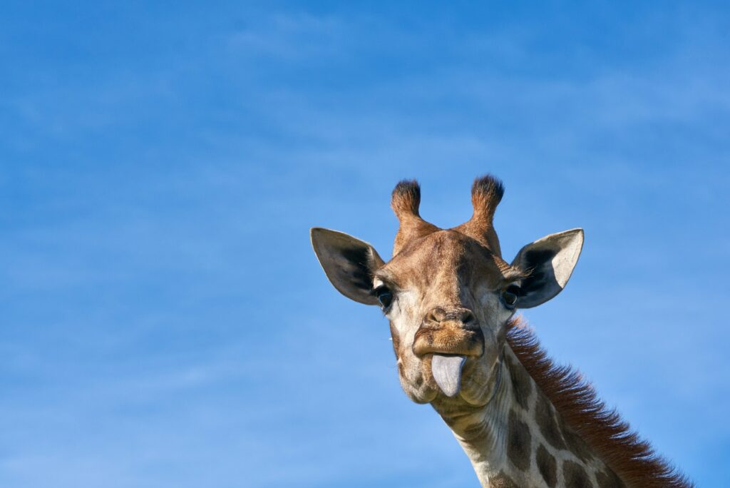 How Giraffe Stares Can Help Safari Travellers Scan for Danger