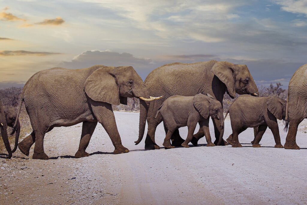 Responsible Vehicle Positioning Around Elephants