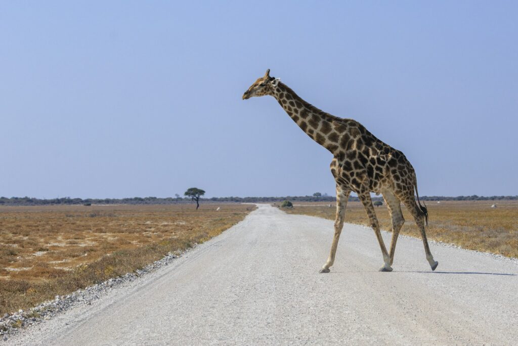Three Nights in Etosha: A West-to-East Safari Plan