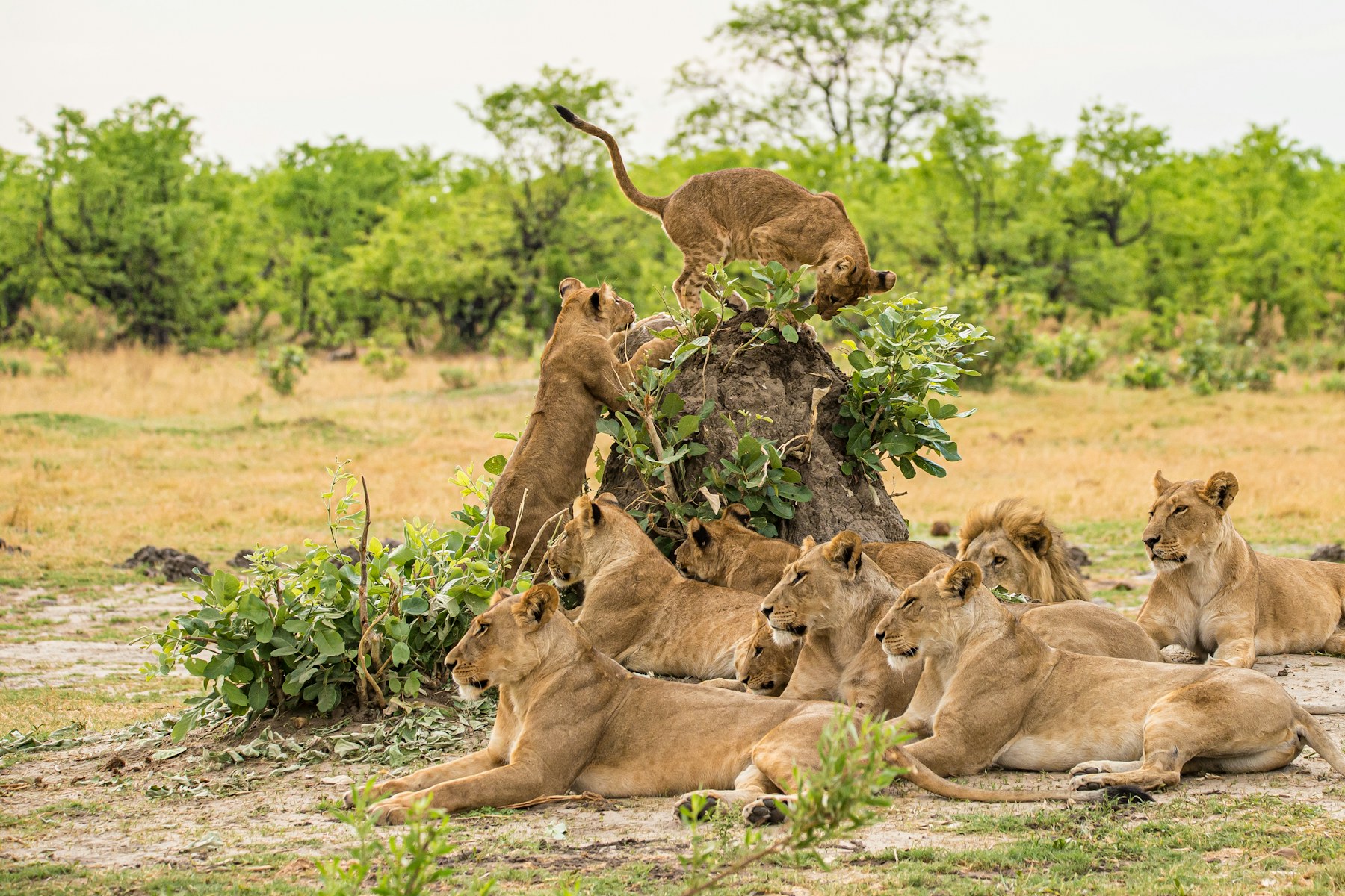 Pride of lions in Etosha style habitat resting near a tree