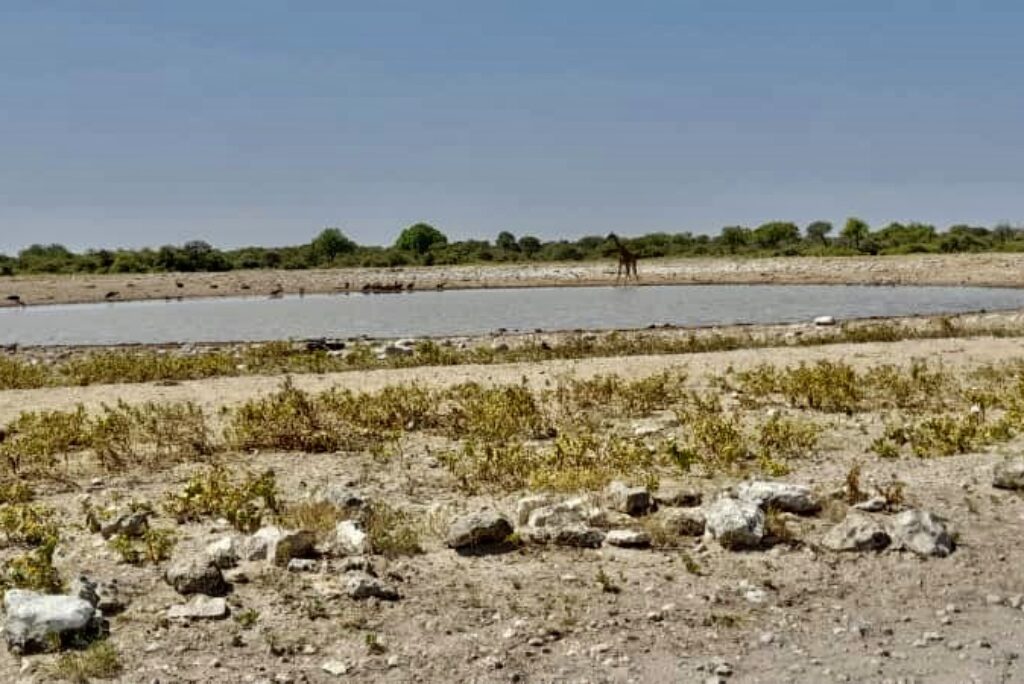 Okaukuejo Area or Namutoni Area: Which Side Fits Your Etosha Trip?