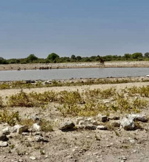 Okaukuejo or Namutoni comparison with an Etosha waterhole