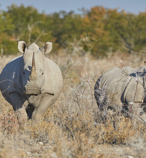 White rhinos in Etosha grazing at a respectful viewing distance