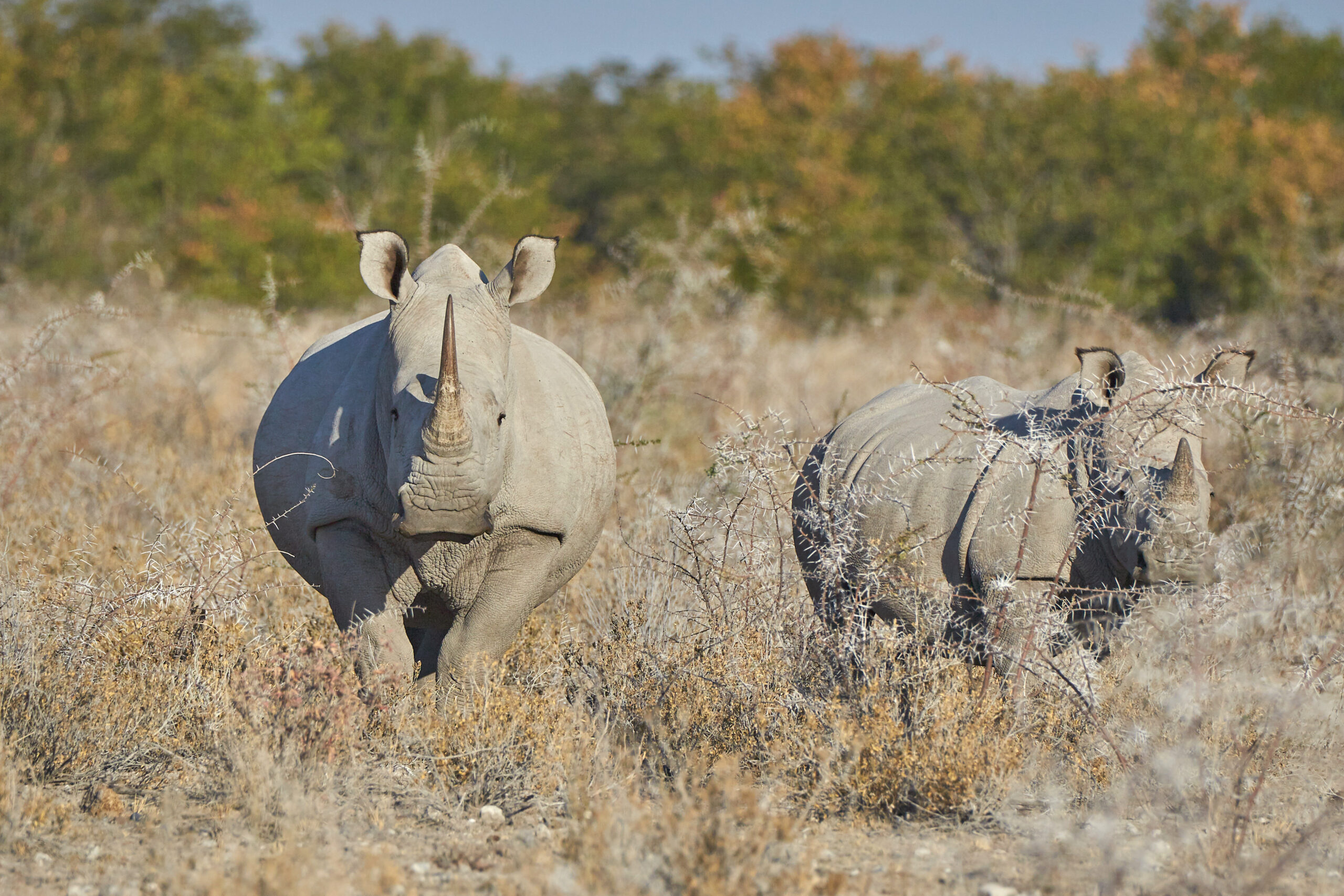 White rhinos in Etosha grazing at a respectful viewing distance