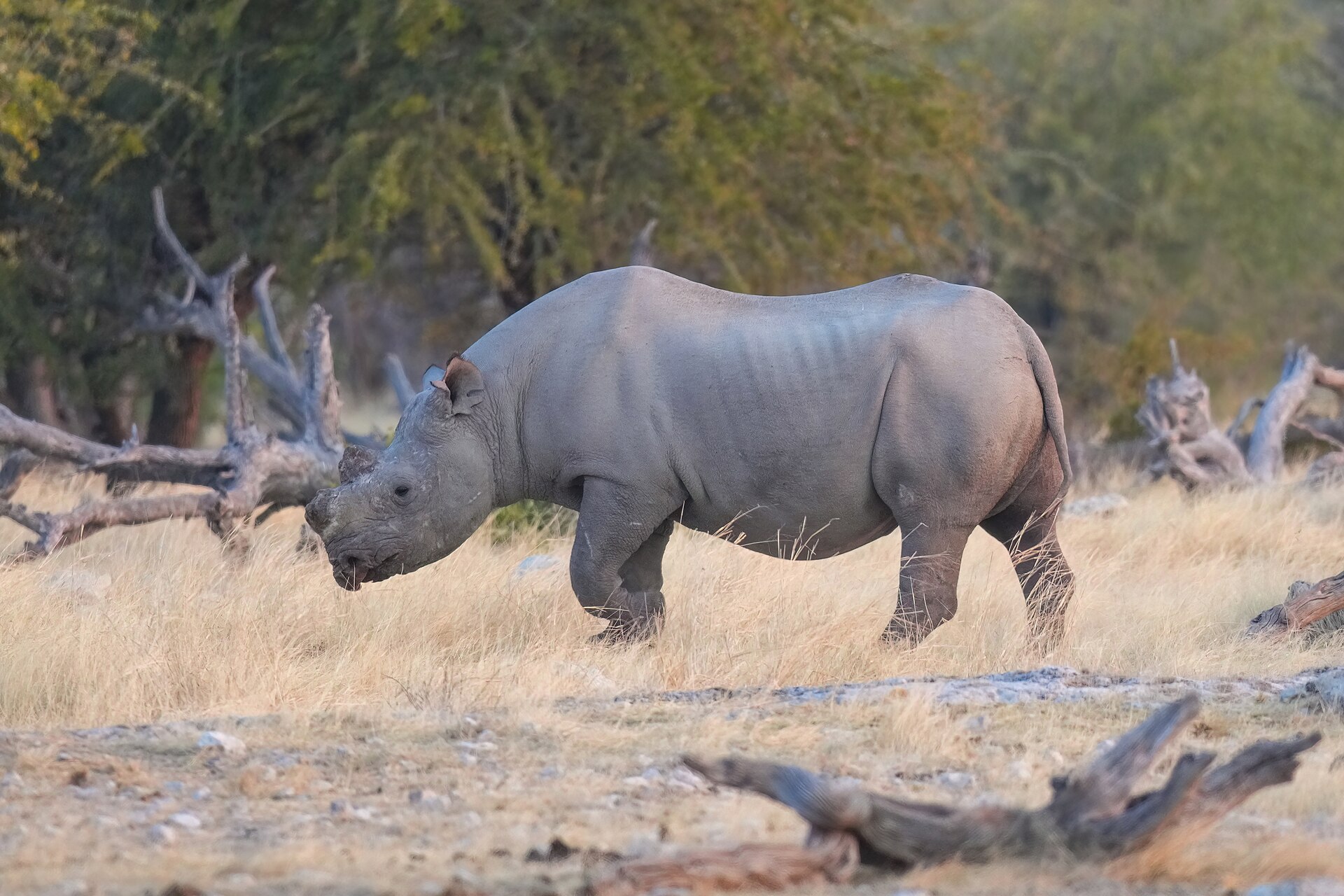 Black rhinos in Etosha viewed responsibly from a distance