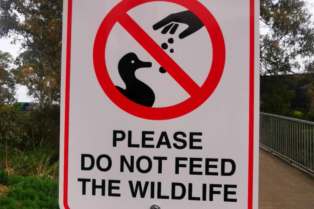 Why Wildlife Should Never Be Fed in Etosha