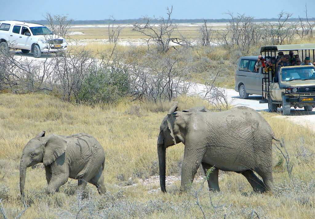 Etosha with young children on a family game drive