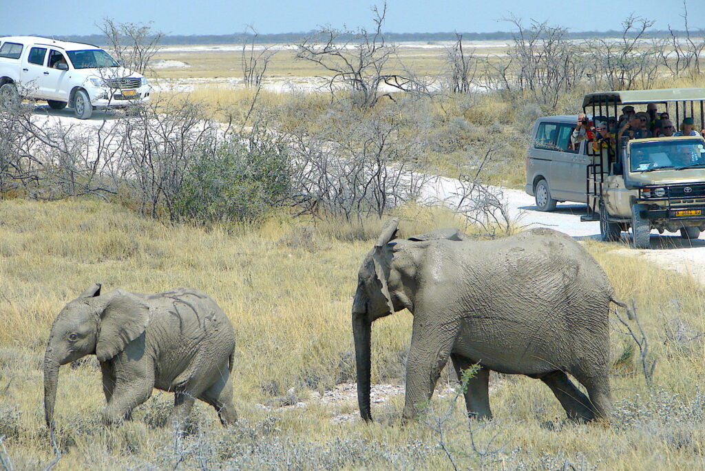 Etosha with Young Children: Planning Shorter Game Drives