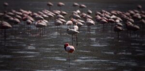 Fischer's Pan birding when seasonal water attracts flamingos