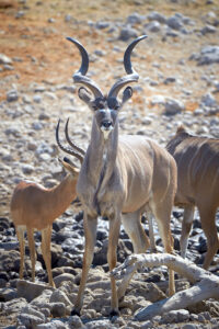 Antelope alarm calls shown by an alert greater kudu
