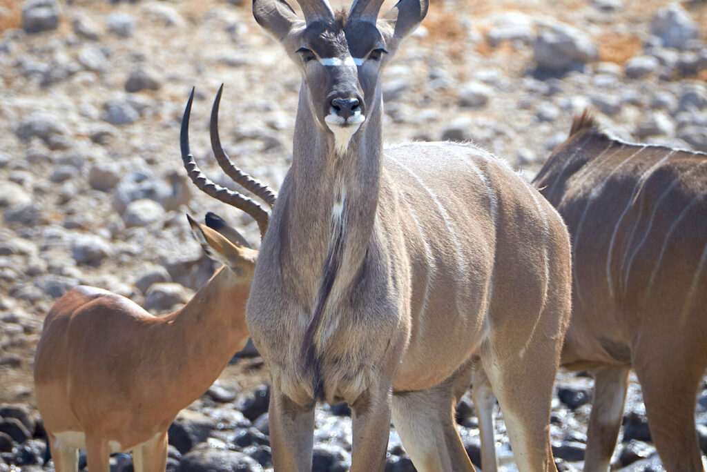 How to Read Antelope Alarm Calls on an Etosha Game Drive