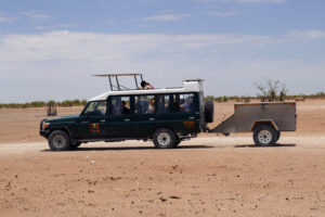 Guided game drives in Etosha in a safari vehicle