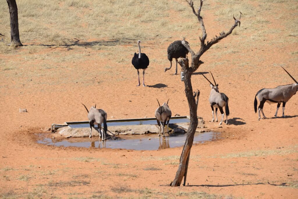 Late dry season in Etosha wildlife at a small waterhole