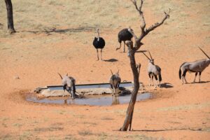 Late dry season in Etosha wildlife at a small waterhole