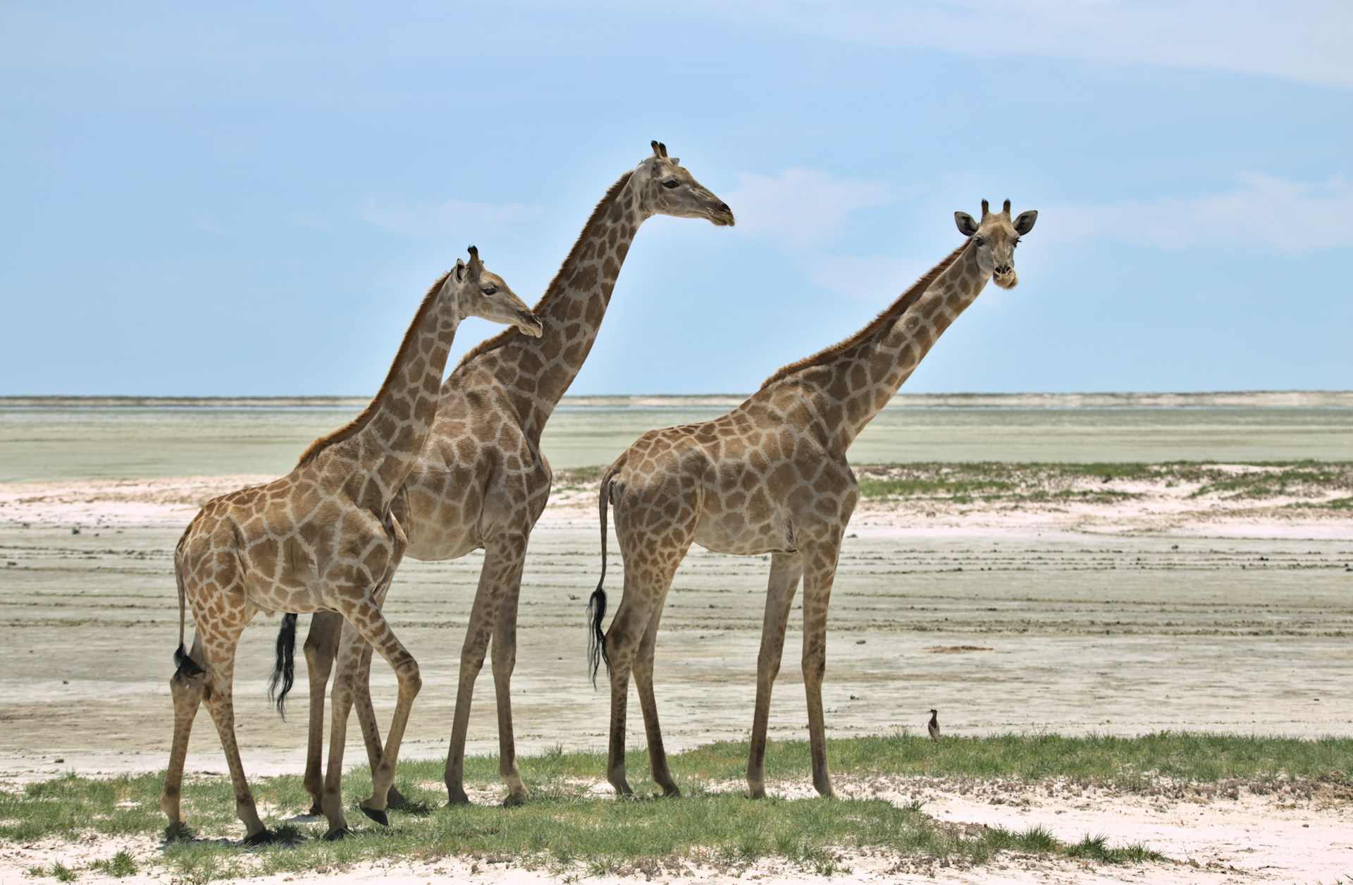 2WD or 4WD for Etosha self-drive safari planning