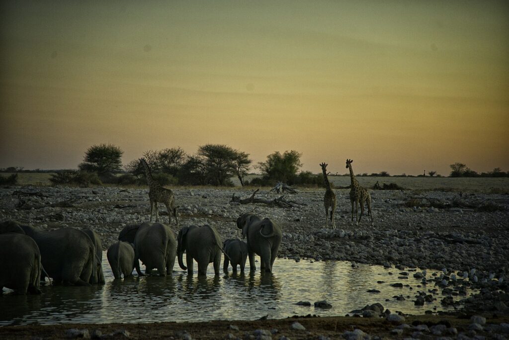 Two Nights Near Andersson Gate: A Focused Etosha Itinerary