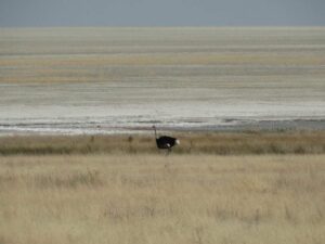 Etosha birding for beginners: ostrich beside the Etosha Pan